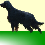 Merlins-Of-Gordon